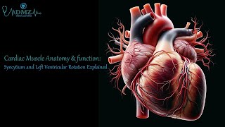 Cardiac Muscle Structure amp Function Syncytium and Left Ventricular Rotation Explained [upl. by Parrish]