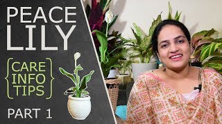 Peace Lily Spathiphyllum  Care amp Info  Part 1  Indoor Plant  Plant Table [upl. by Chaves584]