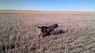 Spinone Italiano hunting pheasants [upl. by Brower]