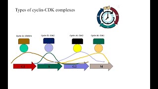 quotCell Cycle Checkpoints The Essential Role of CyclinCDK Complexesquot [upl. by Gniy]