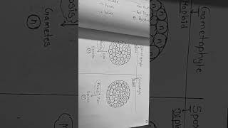 Difference between Gametophyte and Sporophyte [upl. by Arraes]