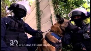 Les chiens du GIGN [upl. by Jak]