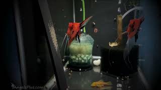 Koi Angelfish Breeding Pair 3370 [upl. by Rosaline]