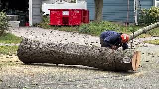 White Pine tree removal in DanversMA 23Sep83 Pt12 [upl. by Elah830]