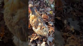 Extreme molting chicken update chickens molting freerangechickens [upl. by Amlet]