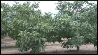 Tecnología de manejo de cultivo de nogal [upl. by Airdnahs]