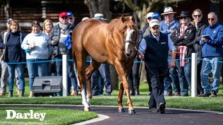 AUS 2022 Darley Northwood Park Stallion Parade [upl. by Cher]