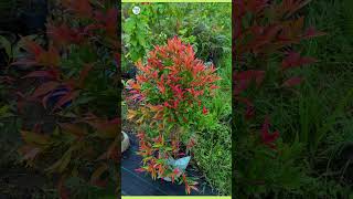 syzygium plant  plantinfo [upl. by Lhadnek]