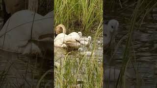 Baby Cygnet Trumpeter Swans quotCan Count Onquot Mom and Dad and Each Other swans cygnets [upl. by Macintyre]