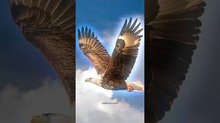 The Unknown Fact About Eagle 🦅🦅 [upl. by Hereld]