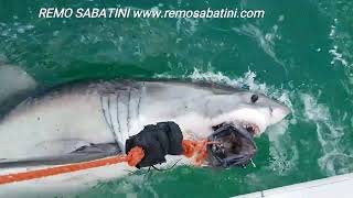 Great White Shark Attacks Tuna NatGeoAnimals discovery animalplanet ilmessaggero [upl. by Siva]