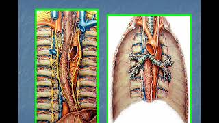 Заболевания пищевода и средостения [upl. by Betty]
