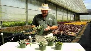 Succulent Agave Care Instructionsavi [upl. by Carrol]