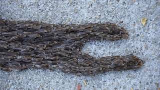 Fungus gnat larvae on the move in Pender Co NC [upl. by Theran]