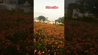 vyavsaya  agriculture  farmer  life village feeling land farming trending videoyt [upl. by Oirasor]