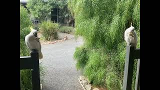 Feeding SulphurCrested Cockatoos [upl. by Dira]