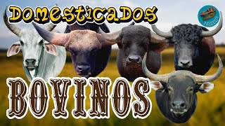 Domesticados BOVINOS ¿dónde y cuándo se domesticaron estos animales [upl. by Nariko]