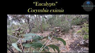 Eucalyptus ID  Corymbia eximia Yellow Bloodwood [upl. by Stargell]