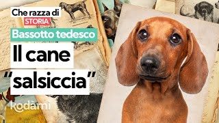 Cosa devi sapere sul Bassotto Tedesco caratteristiche e storia del cane quotsalsicciaquot [upl. by Ettelrahc]