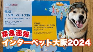 柴犬でんちゃん 本日から開催、インターペット大阪速報☝️ [upl. by Ainocal]