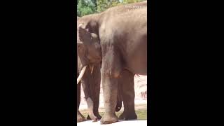 Elephantszoological park Athens [upl. by Etteloc]