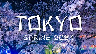 Spring trip to Tokyo 🌸  Cherry Blossom  Dadenhabl Japan vlog [upl. by Anir]