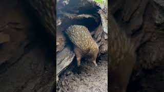 Tumblin’ outta bed at Healesville Sanctuary [upl. by Maddi]