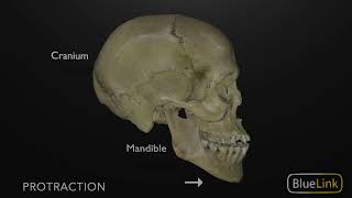 Protrusion and Retraction of the Mandible [upl. by Darnok]