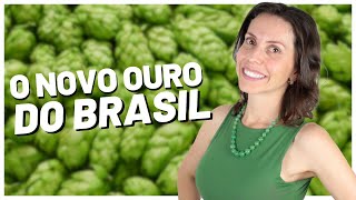 Lúpulo brasileiro  Produção características e novidades [upl. by Eamanna89]