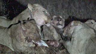 Lions eating a warthog alive [upl. by Hairem]