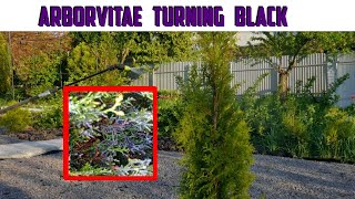 Arborvitae Turning Black  Black Leaves On Arborvitae  How To Save Arborvitae [upl. by Rafter]