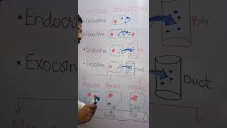 CHEMICAL SIGNALLING paracrineautocrineholocrinemerocrineapocrine [upl. by Mandelbaum749]