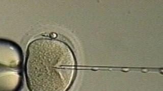 New IVF Treatment Promises Tripled Success Rate [upl. by Ingelbert]