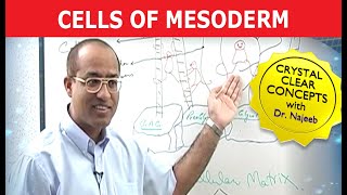 Cells of Mesoderm  Mesenchyme  Funny Clip 😄 [upl. by Laughry69]