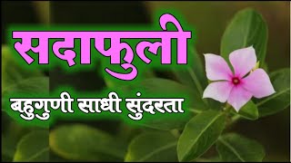 सदाफुली माहिती आणि उपयोग  सदाबहार  Sadafuli plant  sadabahar  vinca flowers  tiny periwinkle [upl. by Territus]