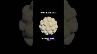 Eye White Blood Cells science sciencefacts facts shorts [upl. by Jacinta455]