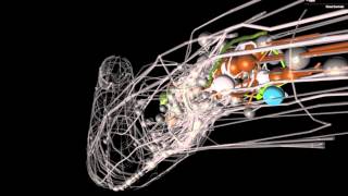 OpenWorm An opensource C elegans nematode simulation [upl. by Limann]