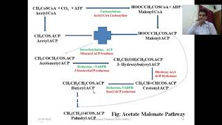 Acetate Pathway Part 2 [upl. by Harahs]