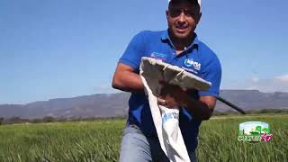 Técnicas para muestreo de plagas en plantaciones de arroz CulturAgroTV INTA [upl. by Federico]