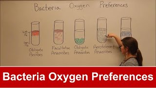 Bacteria Oxygen Requirements [upl. by Tiana]