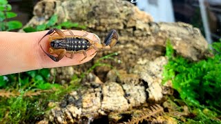 Tiny Scorpion Terrarium build  Lychas scutilus  Vivarium Invertebrate [upl. by Ward]