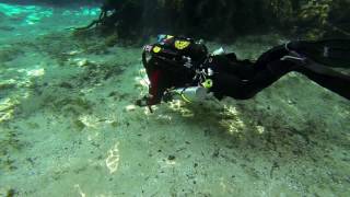 Ginnie Springs  Mergulho em Caverna [upl. by Bernelle]