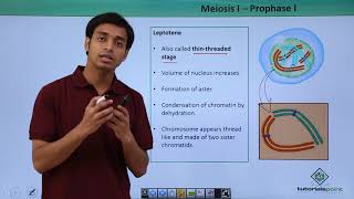 Class 11th  Meiosisl – Prophasel  Cell Cycle and Cell Division  Tutorials Point [upl. by Nahej692]