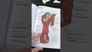 Lições de anatomia Membro superior braço 1 [upl. by Gupta]