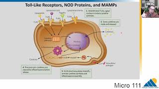 Micro 111 Ch1545 Phagocytosis Interferon Natural Killer Cells TollLike Receptors [upl. by Grand410]