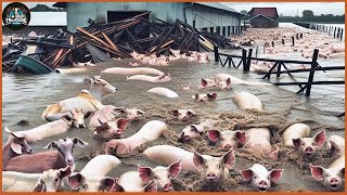 How Super Typhoons Destroy Livestock Farms   Farming Documentary [upl. by Garlinda126]