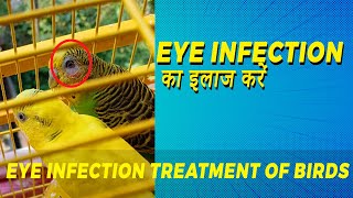 Eye Infection Treatments of Birds  Cipla Betnesol N  Lovebirds Cockatiel  Happy Budgies [upl. by Sherill582]