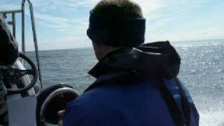 Dolphin watch Cromarty [upl. by Hebner66]