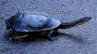 Eastern longnecked turtle walking across bicycle track and scrub into lagoon Chelodina longicollis [upl. by Maddock322]