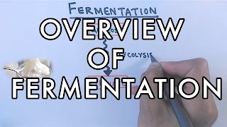 Overview of Fermentation  Lactic Acid amp Alcoholic Fermentation [upl. by Trovillion78]